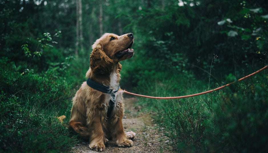 Embracing the Joy of Pet Ownership: Products to Enhance Your Furry Friend's Life